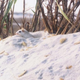 Illustration for article titled The Mice In Florida Prove The Antievolutionists In Florida Wrong
